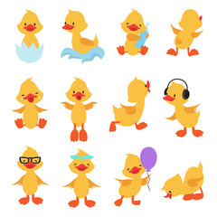 Cute chicks. Cartoon yellow ducks. Baby duck vector set. Bird animal, baby duck illustration