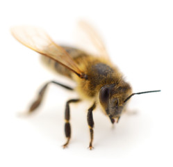  Bee isolated on white background.