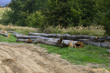 Felling of the living beech forests in the Ukrainian Carpathians