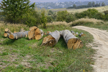 Illegal deforestation in the forestry of the country