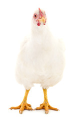 White hen isolated.
