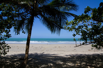 Fototapeta premium palm tree on the beach