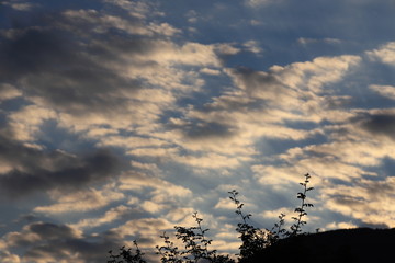 sunset with shadow plant in Pyrenees, Aude in the south of France