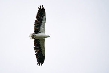 White-bellied Fish-eagle - - Haliaeetus leucogaster  flying over the lake in Thailand National Park