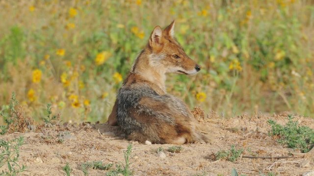 The jackal lies with his back to the camera and looks at the left and right sides