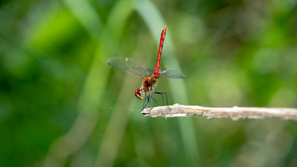Rote Libelle balanciert auf Ast
