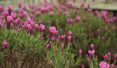 Obraz premium Purple Lupin flowers similar to lavender