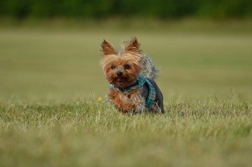 dog on green grass