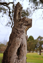 Fototapeta na wymiar Chopped tree that looks like rabbit