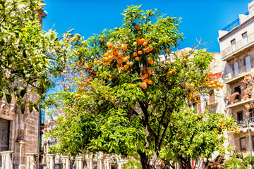 Orange Tree on Town Square in Valencia Spain