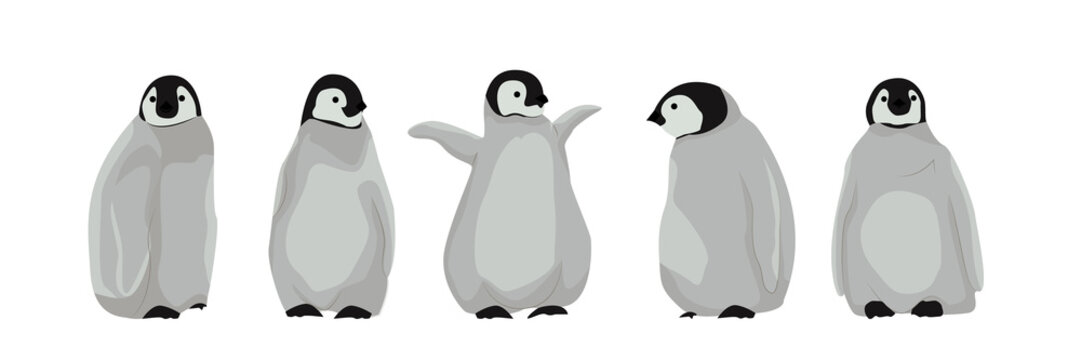 A set of realistic chic imperial penguins in different poses. Arctic birds and Australia. Vector illustration, isolated on white background.