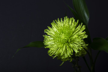 Green chrysanthemum or spider mum flower on isolated black background.