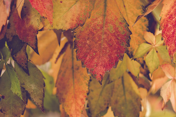 Vine leaf in autumn