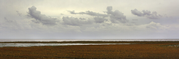 Panorama view on the east coast of the Dutch wadden island Texel, in the Netherlands. The shore is flooded by brackish water during high tides and that leads to beautiful vegetation on the coast