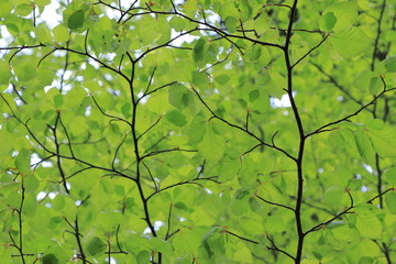 Background of beech foliage in forest
