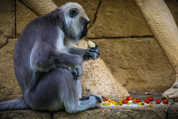 Tiere im Zoo
