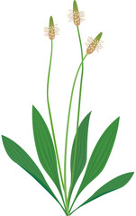 Vector illustration of Plantago Lanceolata