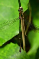 オオアオイトトンボ