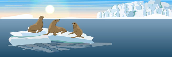 Three seals on an ice floe in the North Sea or the ocean. The glacier and the snow-covered plain. Landscapes of Alaska and other northern regions.