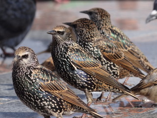 Starlings