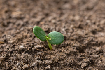 Agriculture planting seeding growing,  Business growht up concept
