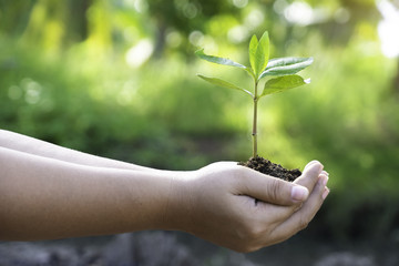 human hands holding a young green plant in green backgound. Save the world and World Environment Day concept.