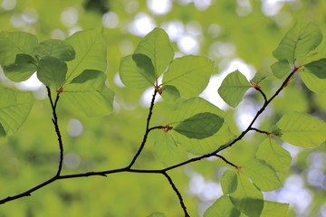 Background of beech foliage in forest
