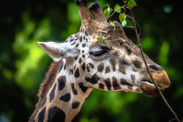 Portrait einer Giraffe