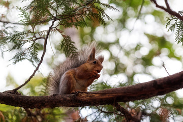 squirrel on a tree nut nibbles close up