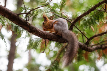 Naklejka na ściany i meble squirrel on a tree nut nibbles close up