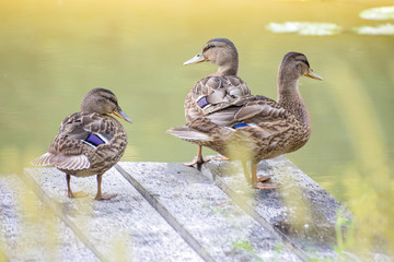 Mallard ducks