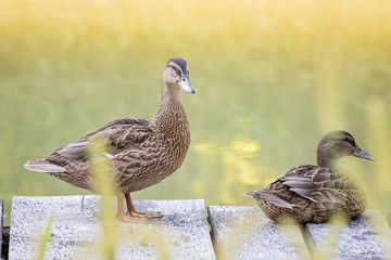 Mallard ducks