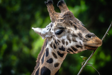Portrait einer Giraffe