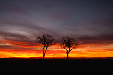 Lonely trees in dramatic sunset, Central Bohemian Upland, Czech Republic
