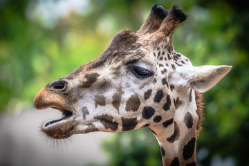Portrait einer Giraffe