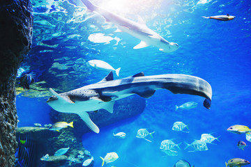 Fototapeta premium Colourfull fishes in dark blue water