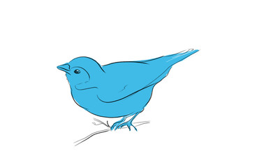 blue bird illustration