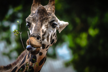Portrait einer Giraffe