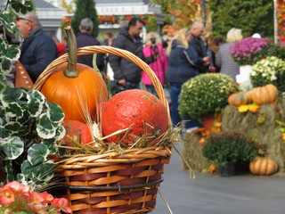 Wicker basket with pumpkins on farm market outdoors. Harvest holiday, festive decorations with...
