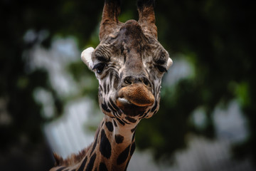 Fototapeta premium Portrait einer Giraffe