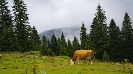 Fototapeta na wymiar Cows grazing in Turkey mountains scenery with mountain peaks covered in mystic fog in summer