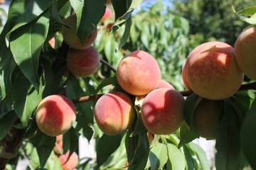 Red peaches in September. Orchard. IN 1