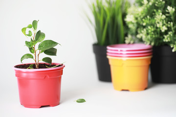 Potted plant in a transplant and care