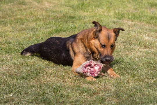 A hungry dog eats animal,A hungry dog eats a deer's head