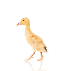 Cute little duckling