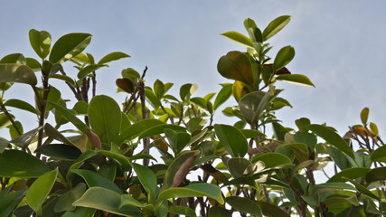 nature green leaf 