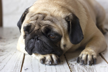 Obraz premium Sad pug dog with big eyes lying on wooden floor