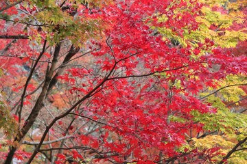 Japanese maple autumn