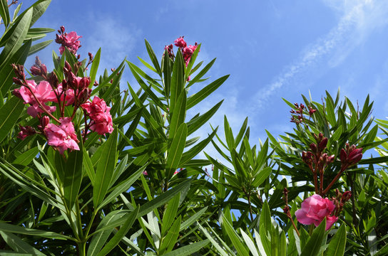 夾竹桃 Stock Photos And Royalty Free Images Vectors And Illustrations Adobe Stock