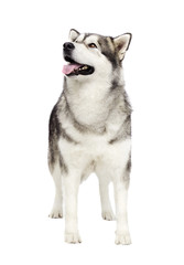 dog Alaskan malamute